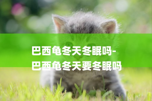 巴西龜冬天冬眠嗎-
巴西龜冬天要冬眠嗎