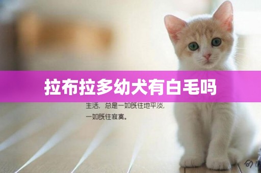 拉布拉多幼犬有白毛嗎