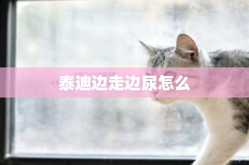 泰迪邊走邊尿怎么