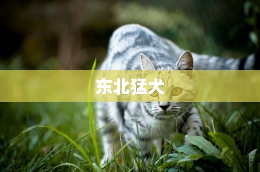 東北猛犬