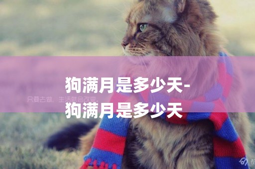 狗滿月是多少天-
狗滿月是多少天