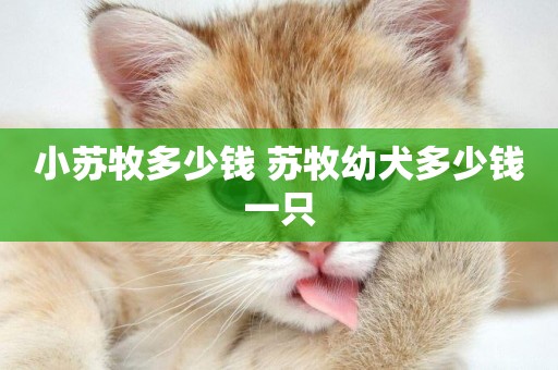 小蘇牧多少錢 蘇牧幼犬多少錢一只