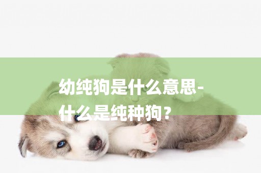 幼純狗是什么意思-
什么是純種狗？