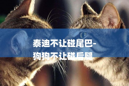 泰迪不讓碰尾巴-
狗狗不讓碰后腿
