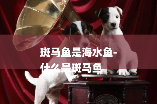 斑馬魚是海水魚-
什么是斑馬魚