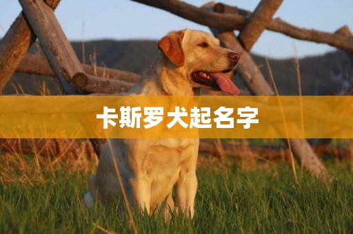 卡斯羅犬起名字