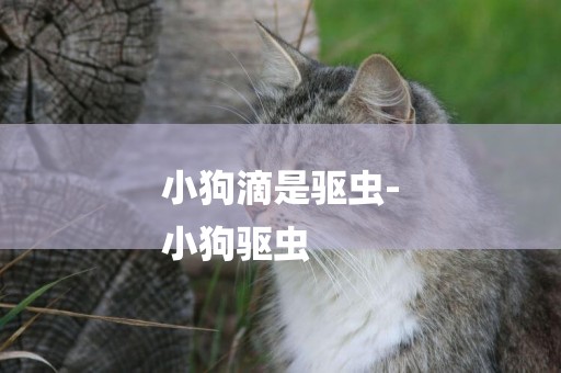 小狗滴是驅蟲-
小狗驅蟲