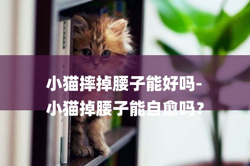 小貓摔掉腰子能好嗎-
小貓掉腰子能自愈嗎？