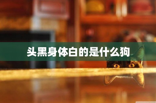 頭黑身體白的是什么狗
