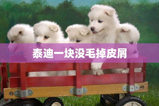 泰迪一塊沒毛掉皮屑