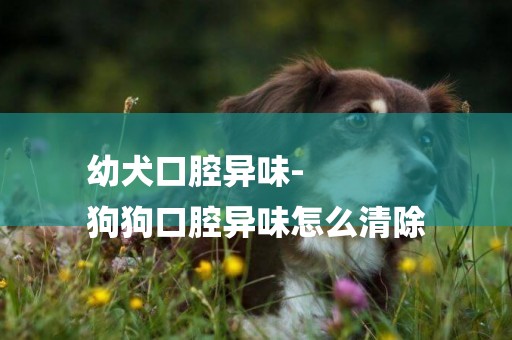 幼犬口腔異味-
狗狗口腔異味怎么清除