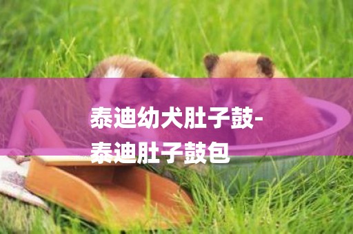 泰迪幼犬肚子鼓-
泰迪肚子鼓包