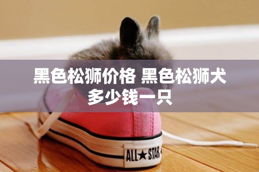 黑色松獅價格 黑色松獅犬多少錢一只