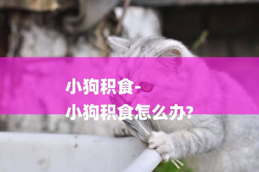 小狗積食-
小狗積食怎么辦?