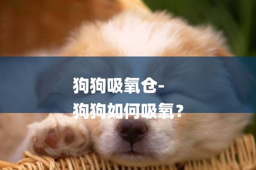 狗狗吸氧倉-
狗狗如何吸氧？