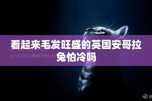 看起來毛發旺盛的英國安哥拉兔怕冷嗎 看起來毛發旺盛的英國安哥拉兔怕冷嗎