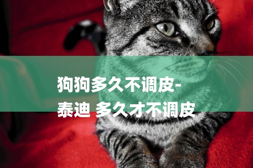 狗狗多久不調皮-
泰迪 多久才不調皮