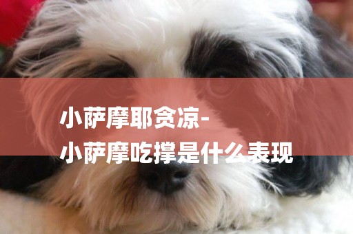小薩摩耶貪涼-
小薩摩吃撐是什么表現