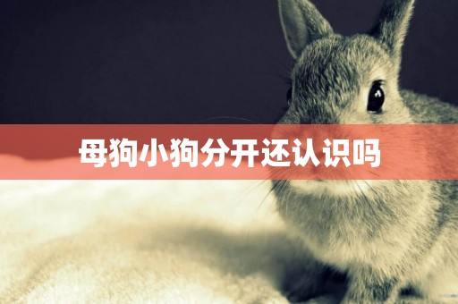 母狗小狗分開還認識嗎