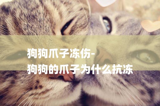 狗狗爪子凍傷-
狗狗的爪子為什么抗凍