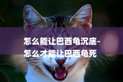 怎么能讓巴西龜沉底-
怎么才能讓巴西龜死