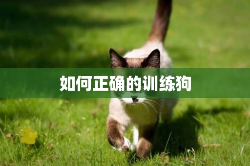 如何正確的訓練狗