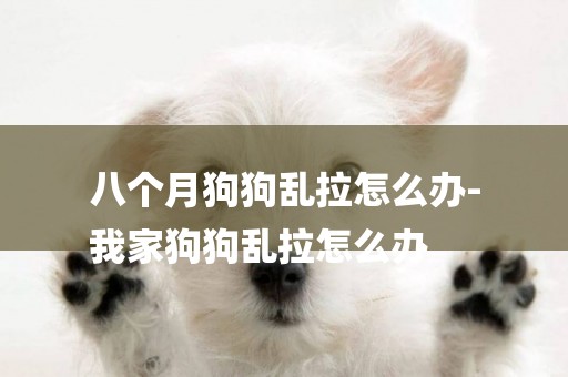 八個月狗狗亂拉怎么辦-
我家狗狗亂拉怎么辦
