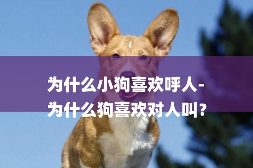 為什么小狗喜歡呼人-
為什么狗喜歡對人叫？