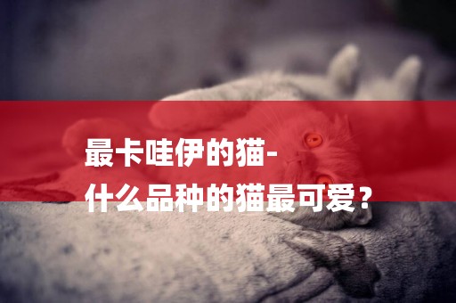最卡哇伊的貓-
什么品種的貓最可愛？