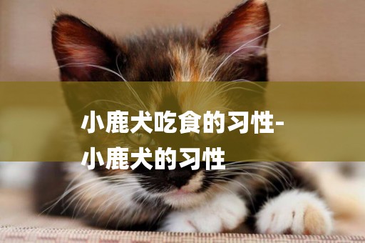 小鹿犬吃食的習性-
小鹿犬的習性