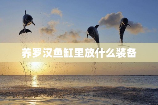 養羅漢魚缸里放什么裝備
