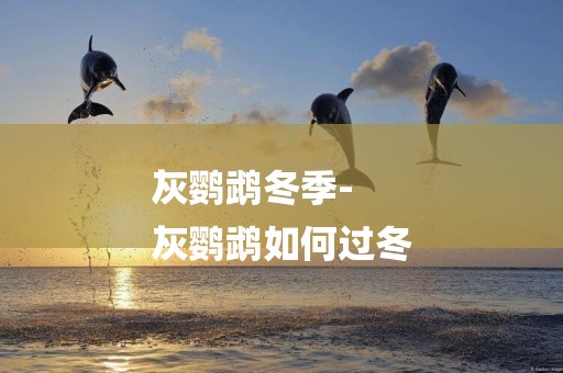 灰鸚鵡冬季-
灰鸚鵡如何過冬