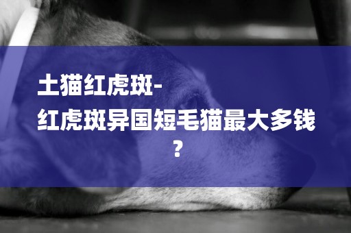 土貓紅虎斑-
紅虎斑異國短毛貓最大多錢？