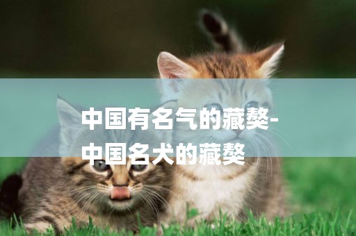 中國有名氣的藏獒-
中國名犬的藏獒