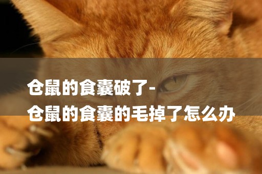 倉鼠的食囊破了-
倉鼠的食囊的毛掉了怎么辦