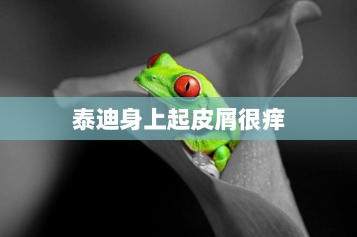 泰迪身上起皮屑很癢