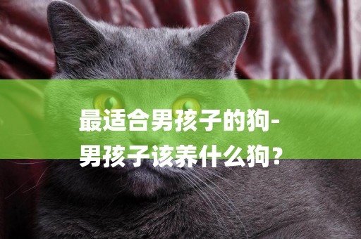 最適合男孩子的狗-
男孩子該養什么狗？