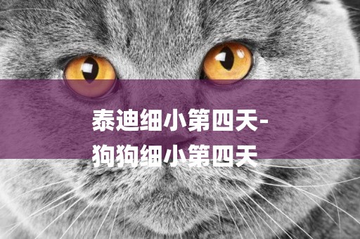 泰迪細小第四天-
狗狗細小第四天