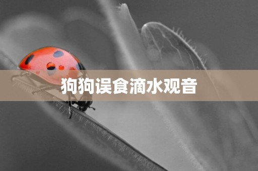 狗狗誤食滴水觀音