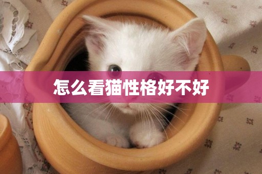 怎么看貓性格好不好