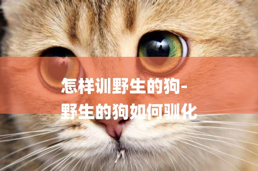 怎樣訓野生的狗-
野生的狗如何馴化