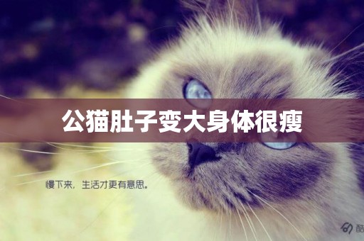 公貓肚子變大身體很瘦