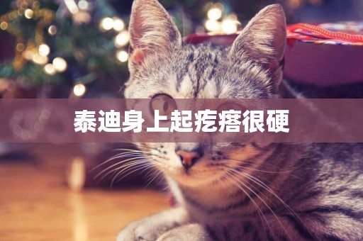 泰迪身上起疙瘩很硬