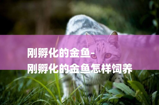 剛孵化的金魚-
剛孵化的金魚怎樣飼養
