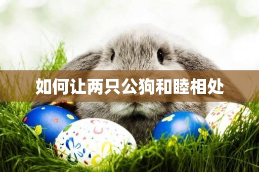 如何讓兩只公狗和睦相處