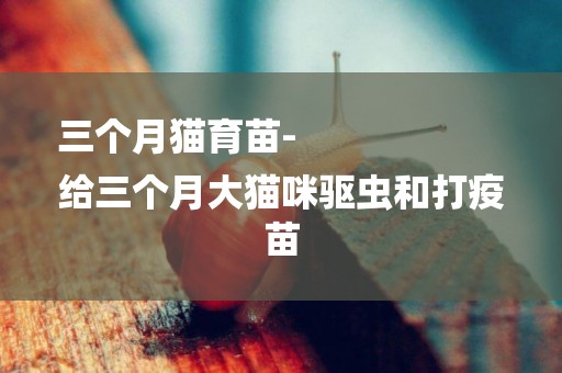 三個月貓育苗-
給三個月大貓咪驅蟲和打疫苗