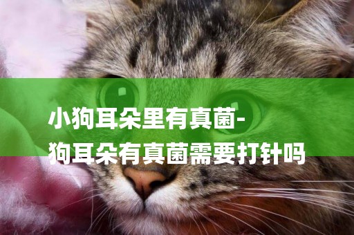 小狗耳朵里有真菌-
狗耳朵有真菌需要打針嗎