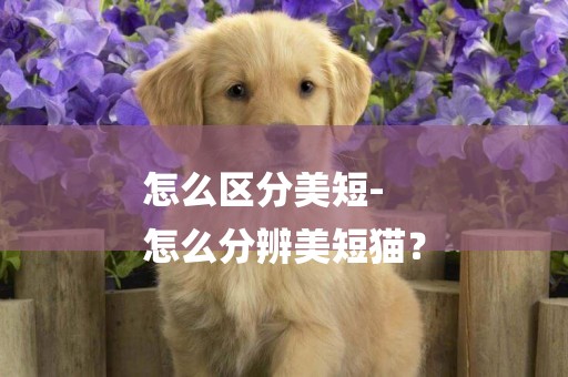怎么區分美短-
怎么分辨美短貓？