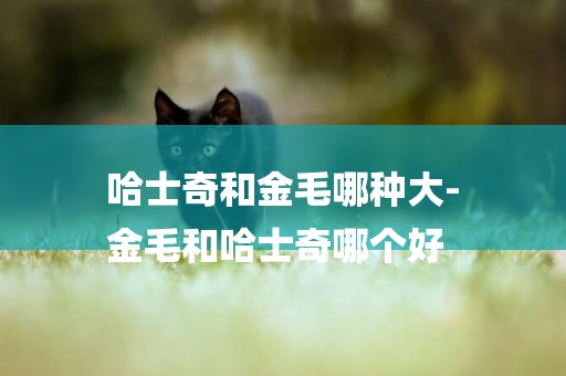 哈士奇和金毛哪種大-
金毛和哈士奇哪個好