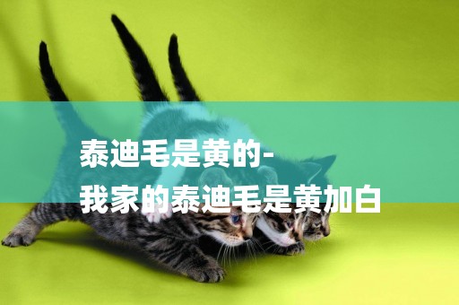 泰迪毛是黃的-
我家的泰迪毛是黃加白